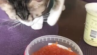 funny cats and dogs video 2024