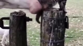 funny cats and horses video 2024