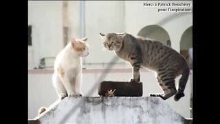 LES GROS MOTS - PAROLE DE CHAT
