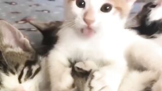 funny cats and dogs video 2024