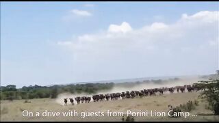 animal video #حیوانات