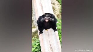 animal monkey video#بندر