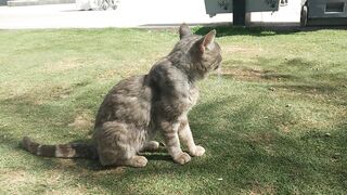 Beautiful cat