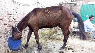 Female Horse