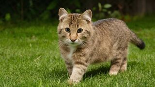 Come Explore The Wild Side Of Pets And Wild Animals With Us!