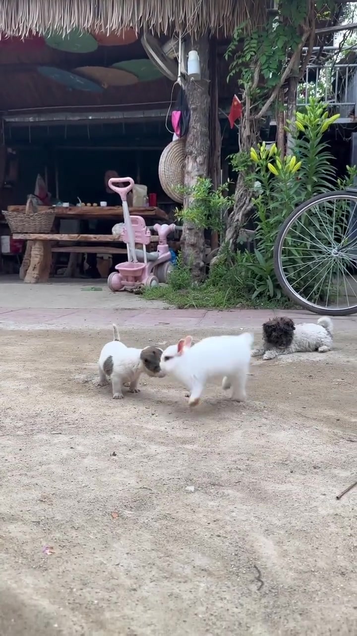 Rabbits play with puppies febspot