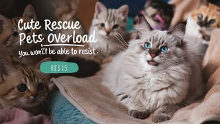 My Cat Res15  Cute Rescue Pets Overload You Won t Be Able to Resist