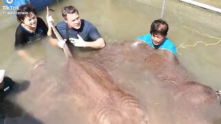 Huge Stingray caught in Thailand for examination by Vets