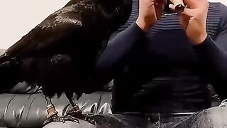 A very talented Raven
