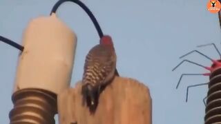 Death_by_electrocution_-_when_animals_get_electrocuted_to_death_-_a_bird_disappeared_less_second(360p).