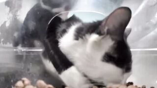 The war of the kittens????