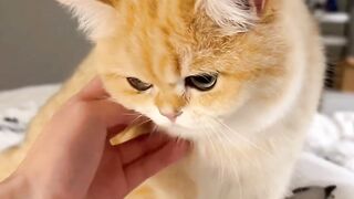 cat lover
