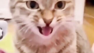 Funny Cats & Dogs