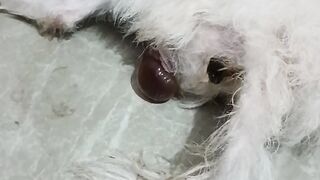 How dog birth