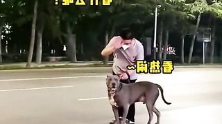 1st Dog Be Like : boss, is that a squirrel?
