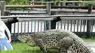 Horrible scene ????????????#animalsoftiktok #fyp #trending #foryou #animals @animalplanet @animalsdoingthings