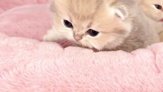 funny cat