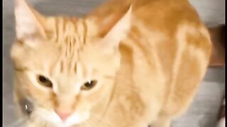 Orange cat behavior! Funny cat videos