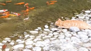 Cat in the hunt