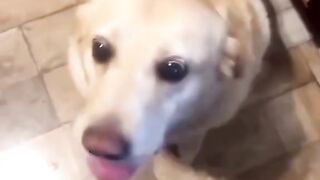 Funny dog videos!