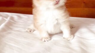 cat lover