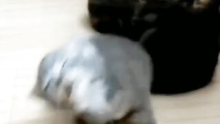 cat lover
