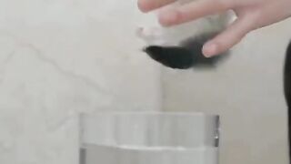 funny cat