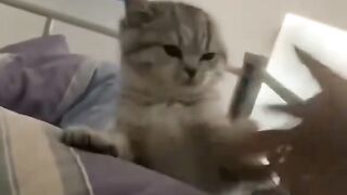 funny cat