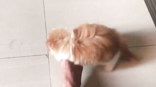 cat lover |  funny cat