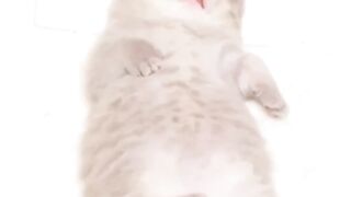 cat lover | funny cat