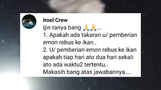 Berapa TAKARAN pemberian pakan EMON REBUS❓