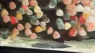 aquascape
