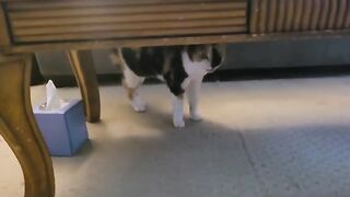 Cat Baby video