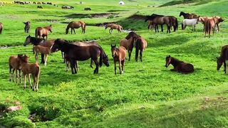 Very beautiful horses
