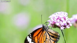 "Nature's Harmony: Captivating Videos with Flute Background Music"