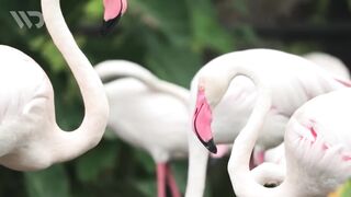 FLAMINGO