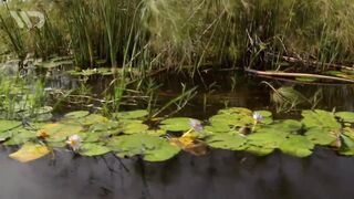 LUNGFISH