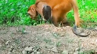 #animals #snakevsmonkey #snake #monkey #foryoupage #fyp #animals