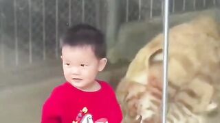 tiger playing with kid #tiktok #viral #trending #animals #cute #follower #follow #like #viralvideo