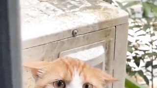 Sad cat