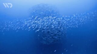 SCHOOL FISH