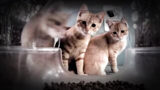 Three curious little cats????????????