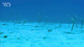 GARDEN EEL