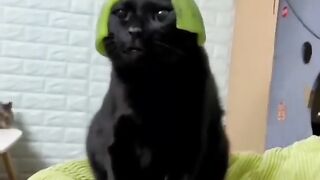 Funny Animal Best Dogs And Cats Videos ????????