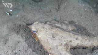 BAT FISH
