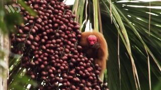 UAKARI