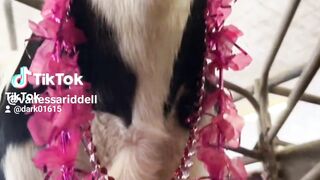 Animal fashion