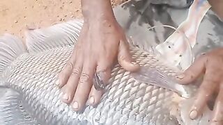 Lovely Fish