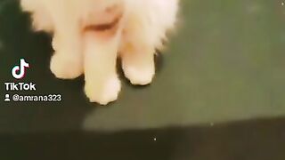 My cat ????