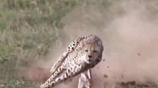 cheetah Attack on the rabbit Rabbit is running fast for Alive but failed #viral #viralvideo #fyp #fy